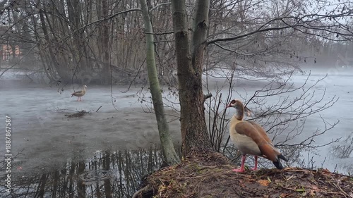Egyptian goose standing at an ice-covered pond during winter in a forest near Düsseldorf, Germany, peaceful wildlife scene with frozen water, natural woodland surroundings and cold seasonal atmosphere
