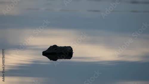 Serene log floats on calm water surface at dusk with gentle ripples and soft reflections