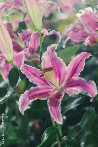 A vertical close-up of pink and white lilies with fresh dew drops on petals