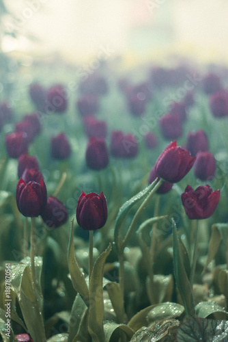 Water droplets resting on deep maroon tulip petals in a foggy field