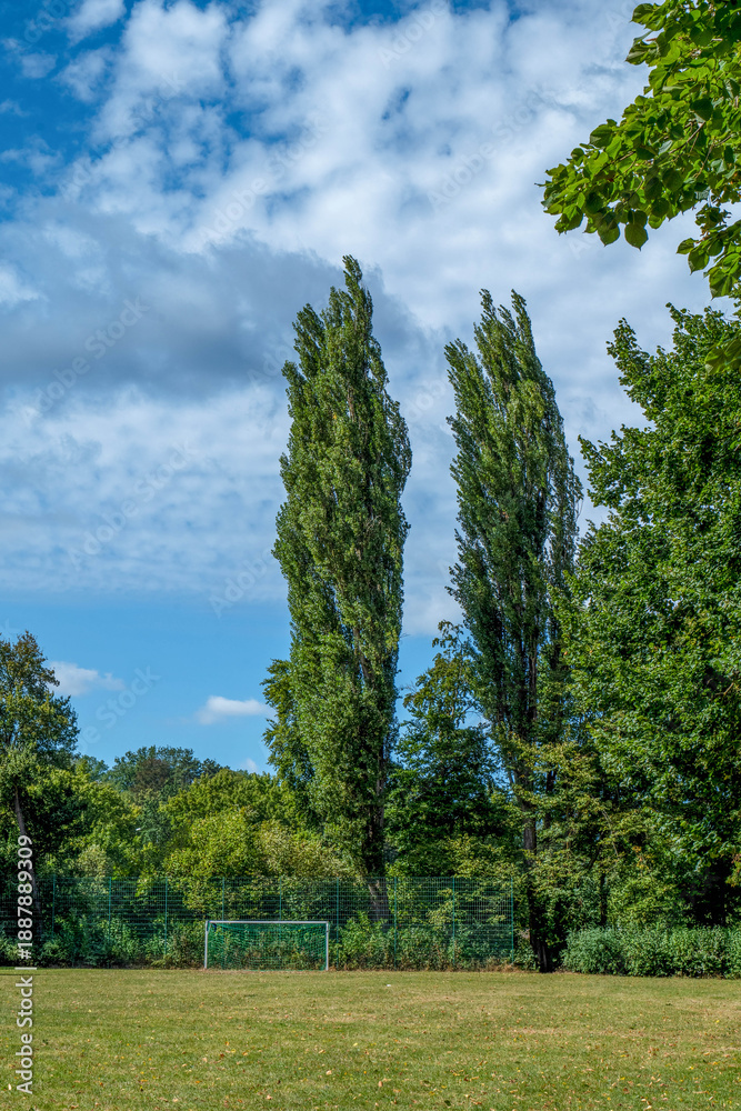Fototapeta premium Sportplatz mit blick auf zwei große Pappeln