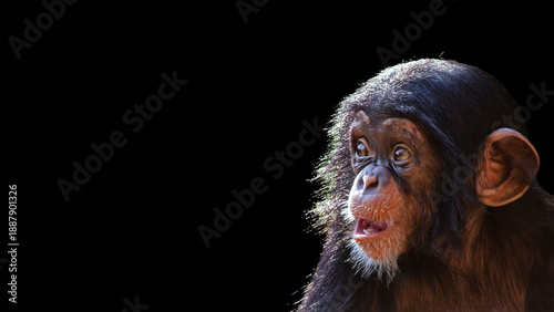 Canvas Print Young chimpanzee portrait isolated on a black background with room for text
