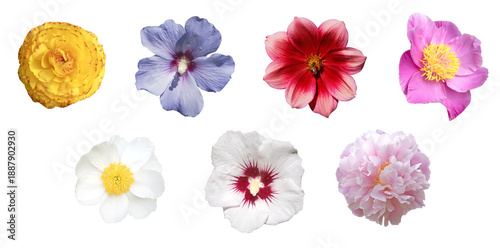 Tableau sur toile Fleurs printanières et estivales