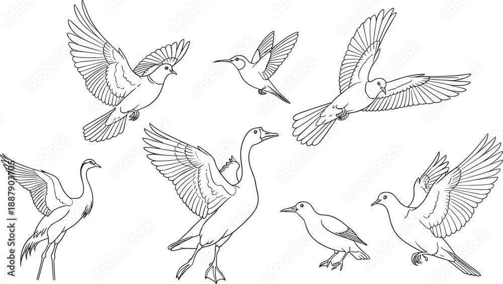Obraz premium Flying Birds Vector Illustration Set Featuring Pigeon Goose Crane and Hummingbird Line Art Drawings for Nature and Wildlife Designs