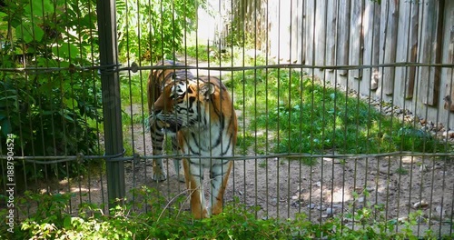 Siberian tiger (panthera tigris altaica) standing behind fence in summer, Korkeasaari Zoo, Helsinki, Finland.