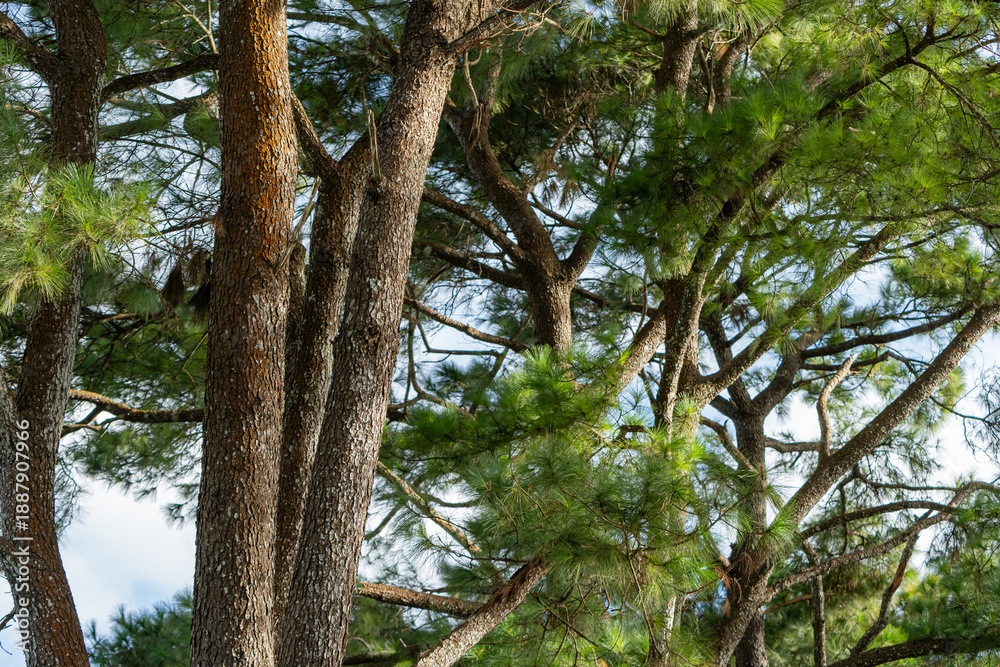 Fototapeta premium Intertwined pine branches and green needles in Gia Lai, Vietnam, capturing the density, texture, and vitality of a highland forest canopy.
