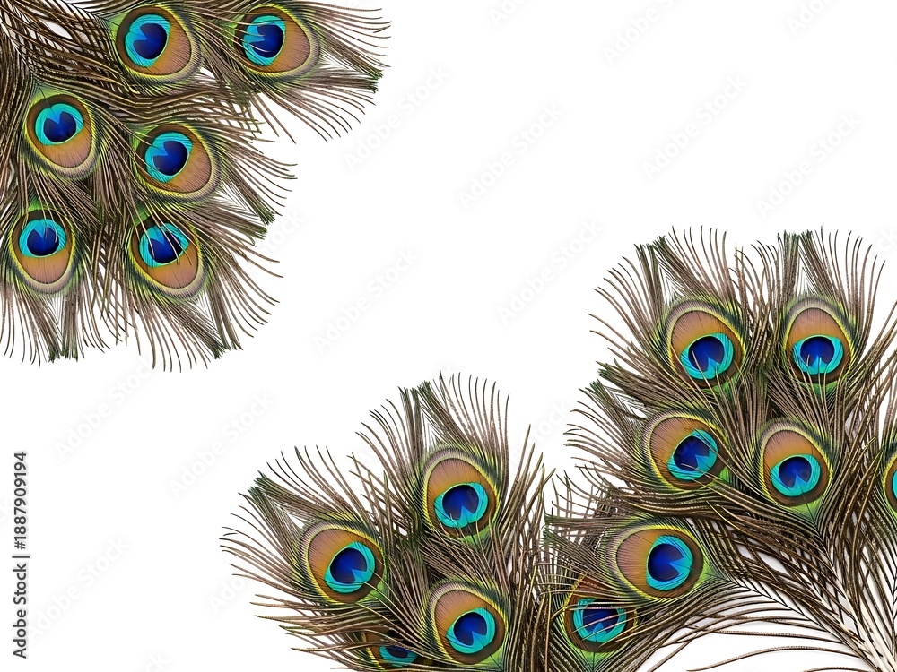 Obraz premium Vibrant peacock feathers on white background