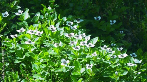 The white, austere Aryan flowers of the Swedish dogwood plant in the Lapland tundra on an autumn day.