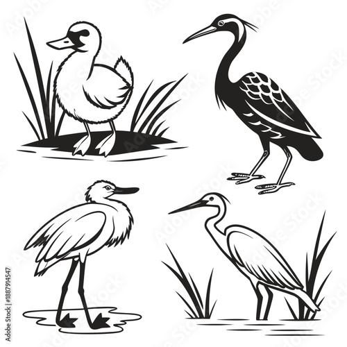Four different wetland birds
