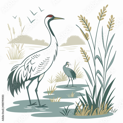 Cranes in wetland habitat
