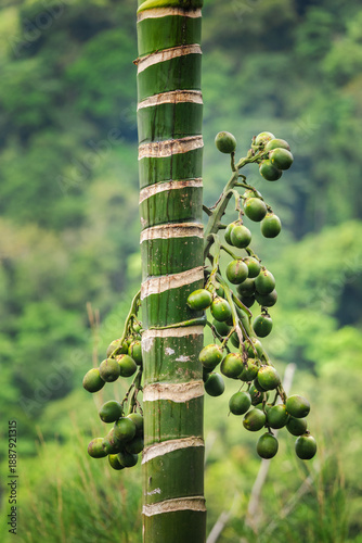 Tablou pe pânză Green areca palm trunk with clusters of unripe betel nuts growing in tropical la