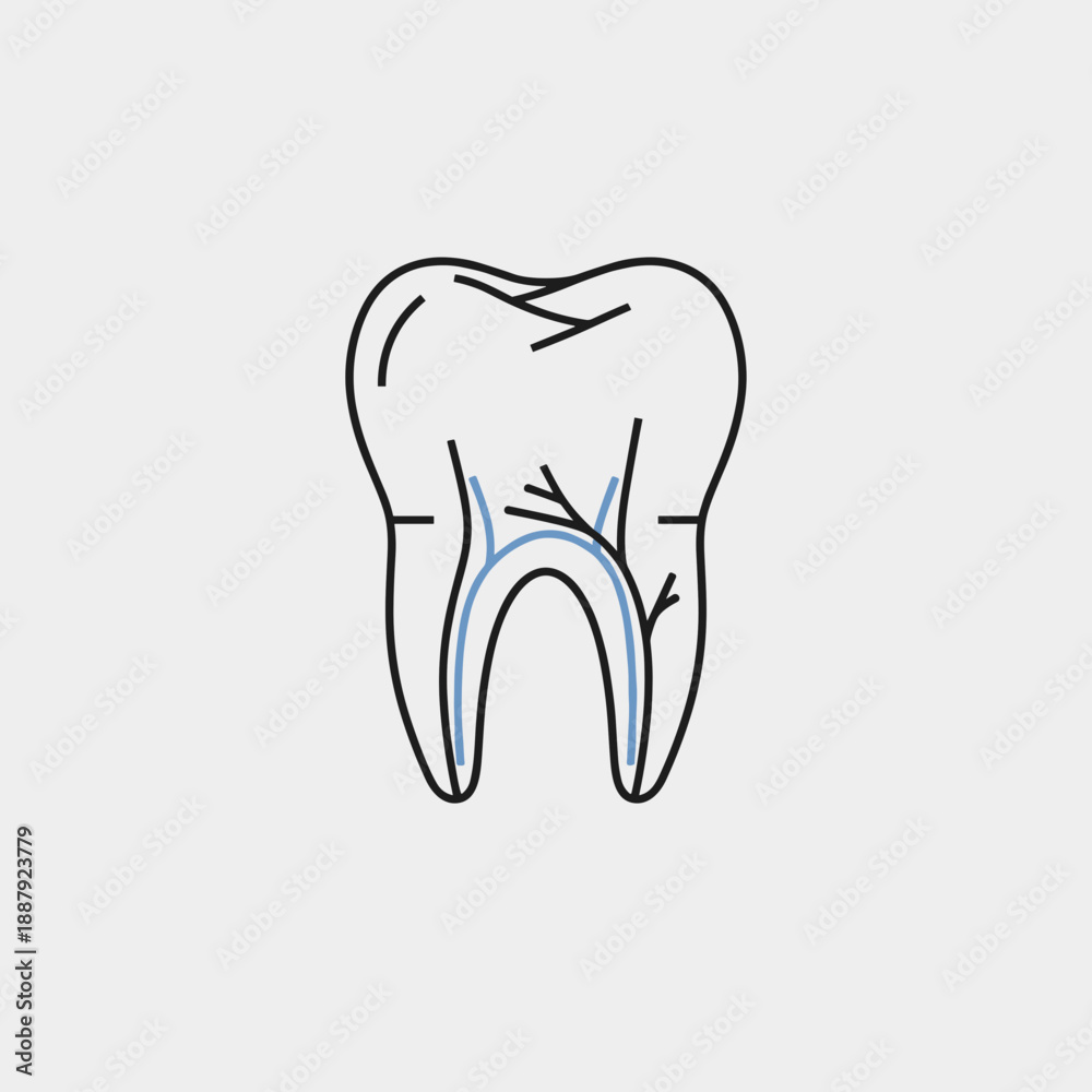 Obraz premium Tooth illustration showing internal structure and root canals 