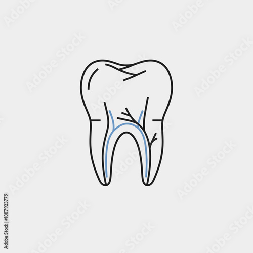 Tooth illustration showing internal structure and root canals  