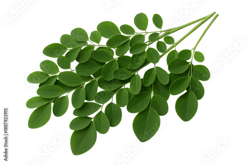 Fresh green Moringa leaves on small stems against a white background