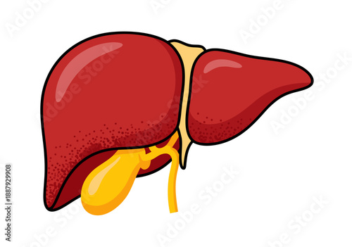 Anatomical illustration of the human liver and gallbladder, vector graphic art
