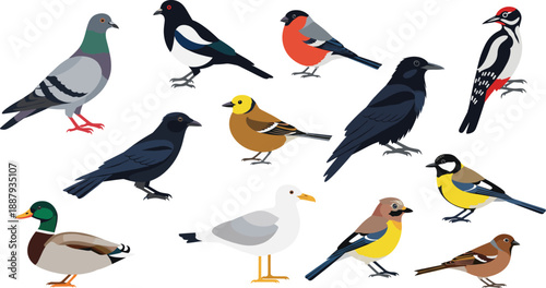 Cartoon bird species collection with crow, pigeon, duck, seagull and songbirds, wildlife illustration set
