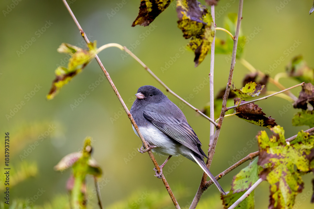 Obraz premium Dark-eyed Junco