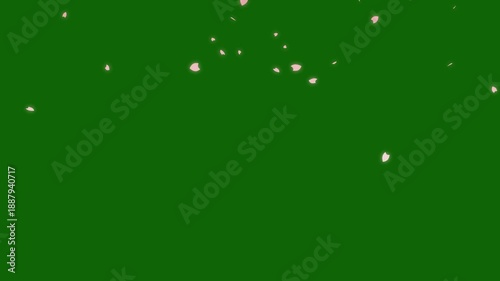 4K Cherry blossom petals dance in wind, cherry blossom particle animation, Cherry blossom, sakura leaves falling,Pink cherry blossom petals falling gracefully, japanese spring concept on green screen