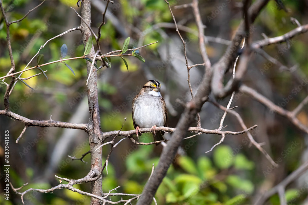 Fototapeta premium White-Throated Sparrow