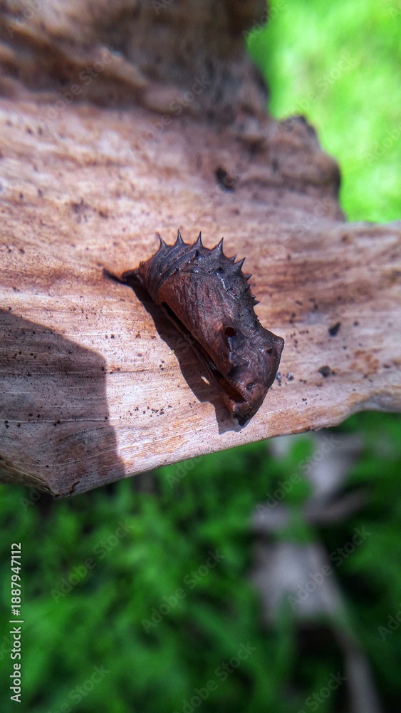 Obraz premium Cocoon on the leaf