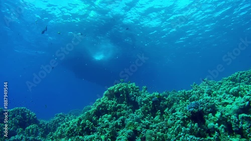 Wallpaper Mural Many tropical fish swim near a coral reef diving boat on the surface of turquoise water in the background, Slow motion of a safari boat over a coral garden Torontodigital.ca