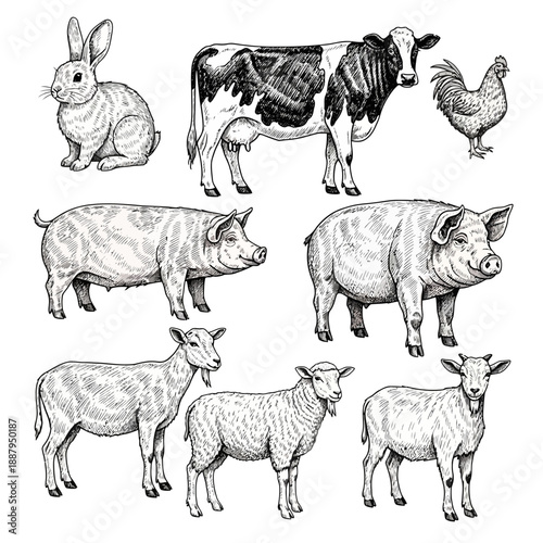Farm Animals Detailed Vector Line Art Drawing Bovine Poultry Porcine Caprine Lagomorpha Illustration.png