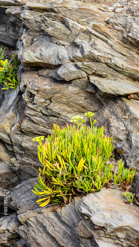 Wild plant growing among coastal rocks