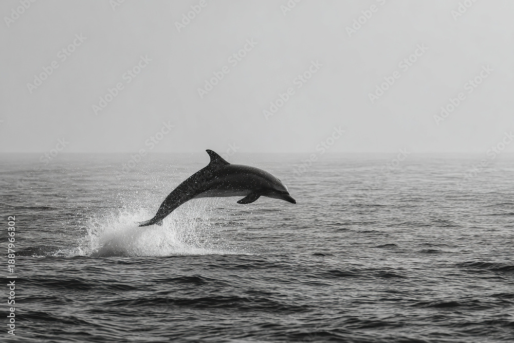 Fototapeta premium Wild dolphin leaping from calm sea with water splash and smooth horizon in black and white, showing natural marine life and ocean freedom in peaceful moment