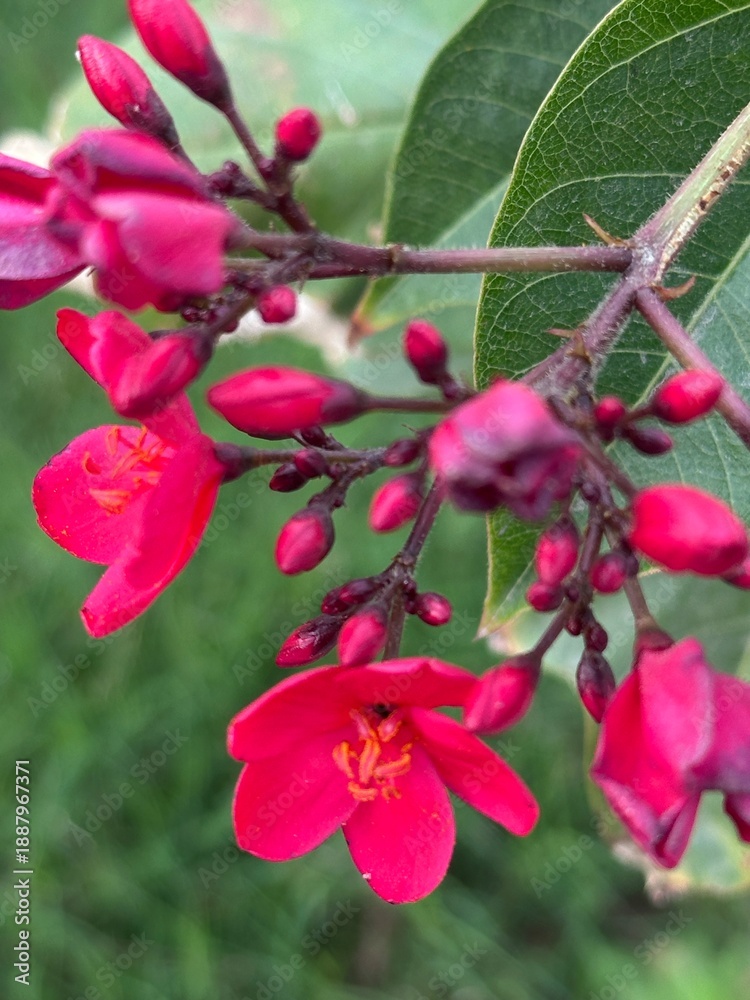 Obraz premium Bright red flowers and unopened buds cluster on thin stems, contrasted against textured green leaves in a close-up natural view - Peregrina or Spicy Jatropha.