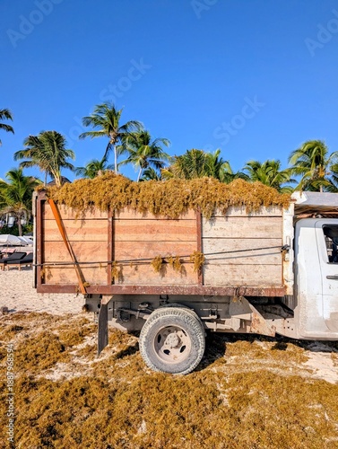Sargassum harvesting on the beach in Tulum, Quintana Roo, Mexico - January 2026