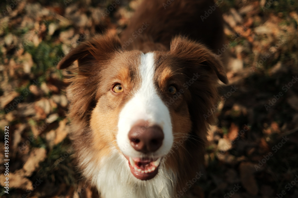 Fototapeta premium Close up portrait of an Australian shepherd dog outdoors in autumn, looking directly at the camera with alert eyes, expressive face, and warm natural light.