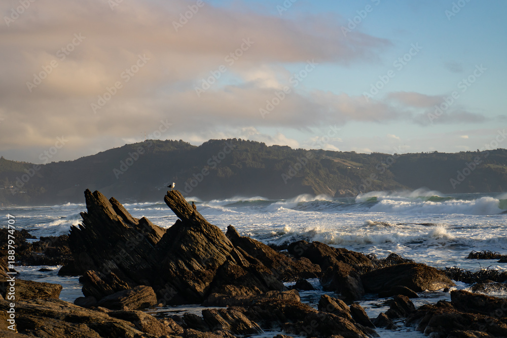 Fototapeta premium Gaviota mirando al mar