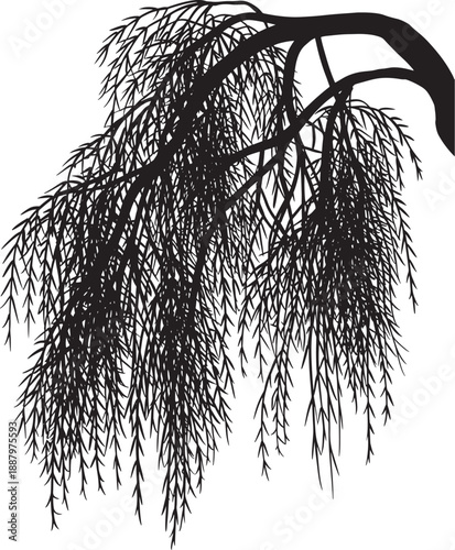 Black silhouette of a weeping willow tree branch with long drooping leaves and delicate twigs isolated on a white background for nature design or decor