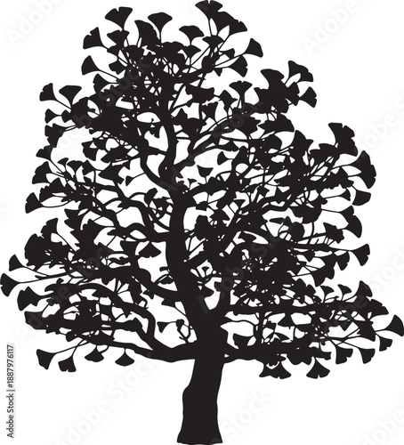 Ginkgo biloba tree silhouette featuring detailed fan shaped leaves and a thick trunk isolated on white background for nature inspired design projects or botanical illustrations