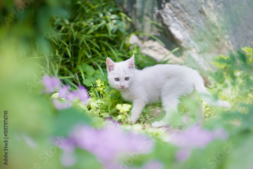 5月、すくすく育つ白い仔猫