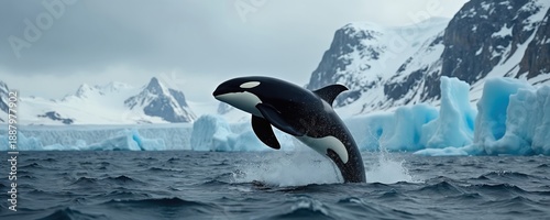 Orca whale jumps from blue ocean water near icebergs and snow covered mountains. Killer whale breaches surface in antarctic polar region with dramatic icy landscape backdrop.