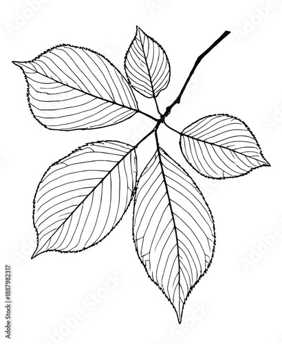 Black and white illustration of a branch with six elongated leaves, each featuring detailed veins. The outline is clean, conveying simplicity and elegance.