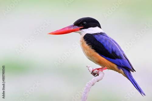 Photography blue bird with red bills perching on thin branch over pond, black-capped kingfis