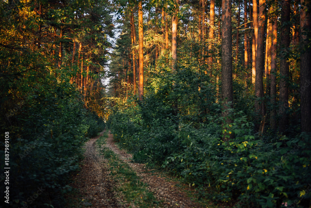 Obraz premium Pine autumn forest, forest road