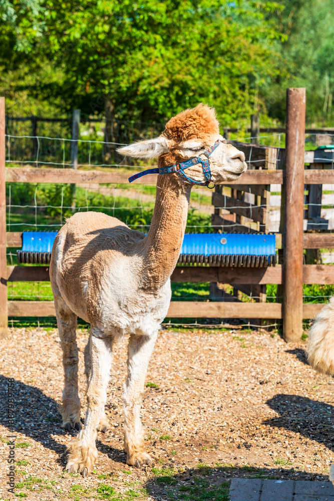 Obraz premium Alpaca standing in the farm enclosure