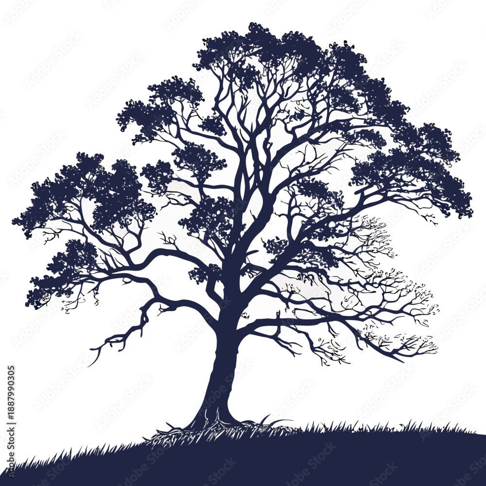 Obraz premium Silhouette of a majestic tree
