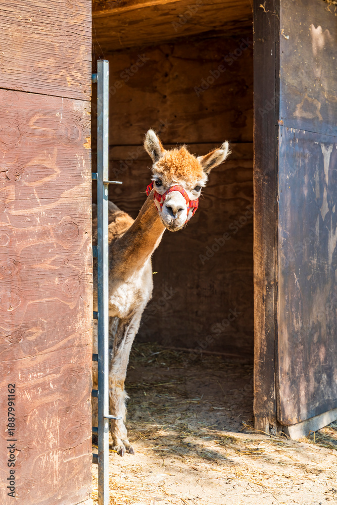 Obraz premium Alpaca picking out of the barn