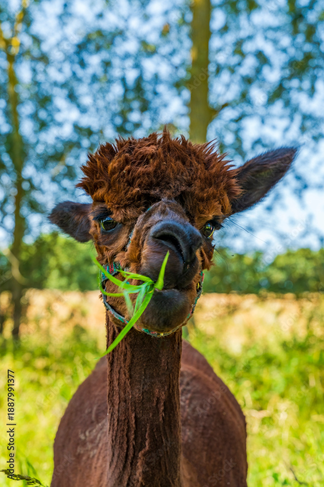 Obraz premium Closeup portrait of an alpaca - selective focus
