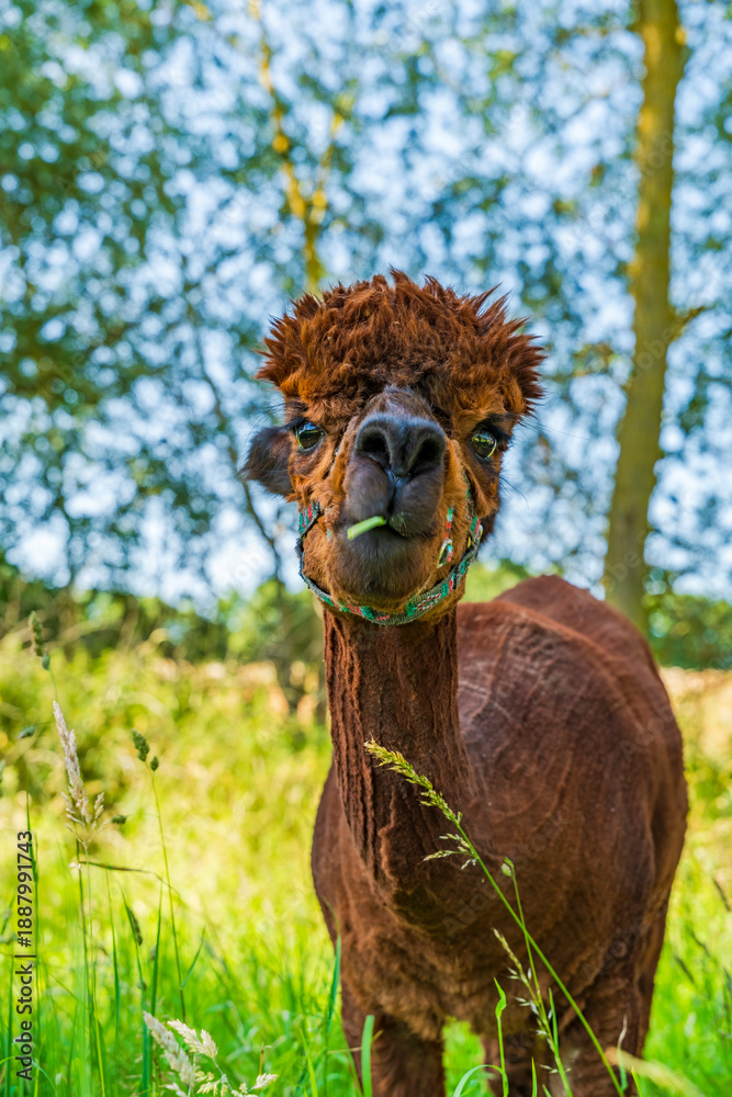 Obraz premium Closeup portrait of an alpaca - selective focus