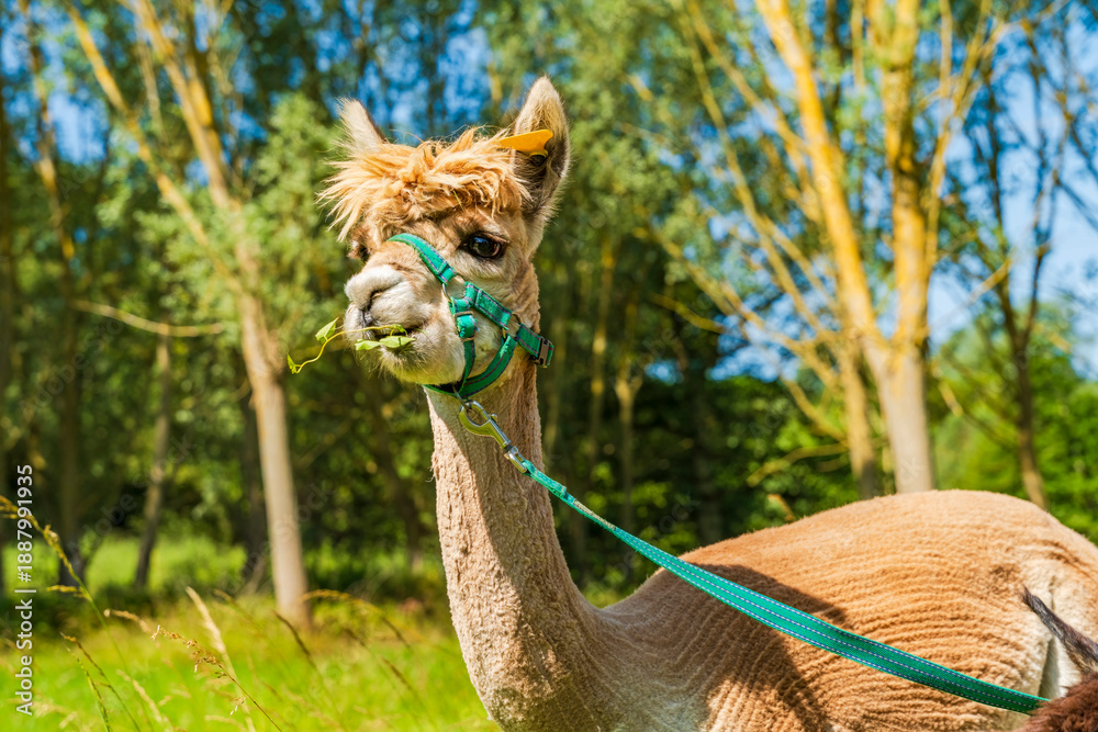 Fototapeta premium Closeup portrait of an alpaca - selective focus