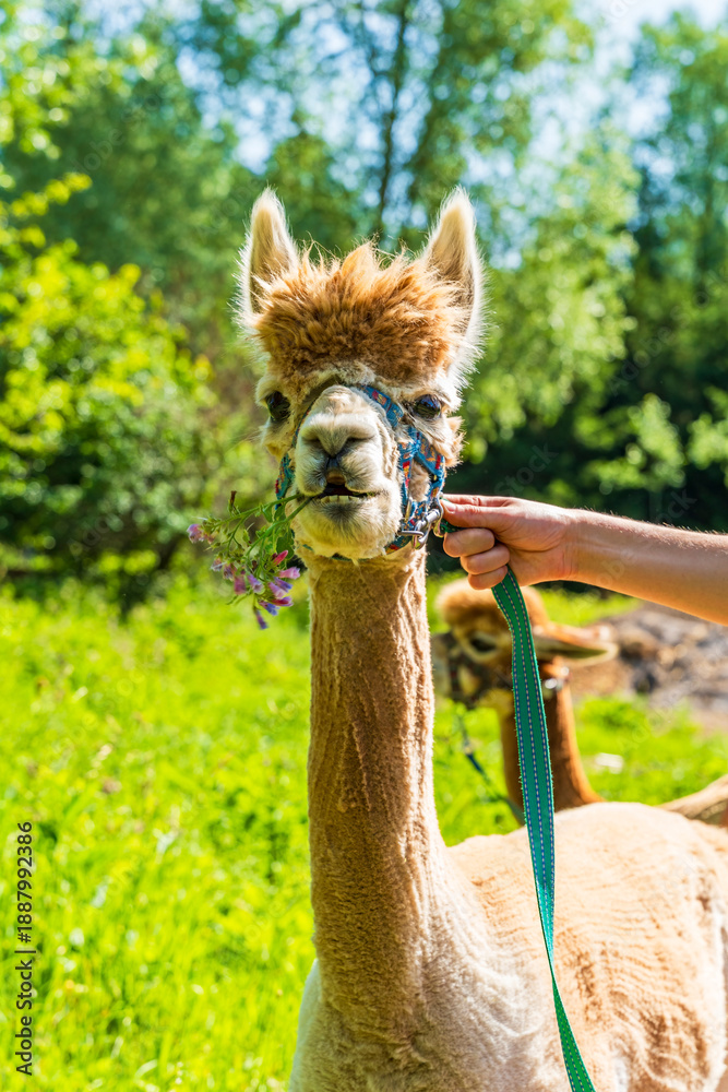 Obraz premium Closeup portrait of an alpaca - selective focus