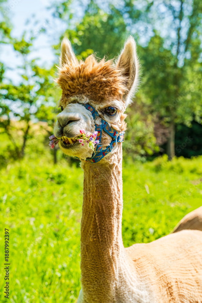 Obraz premium Closeup portrait of an alpaca - selective focus