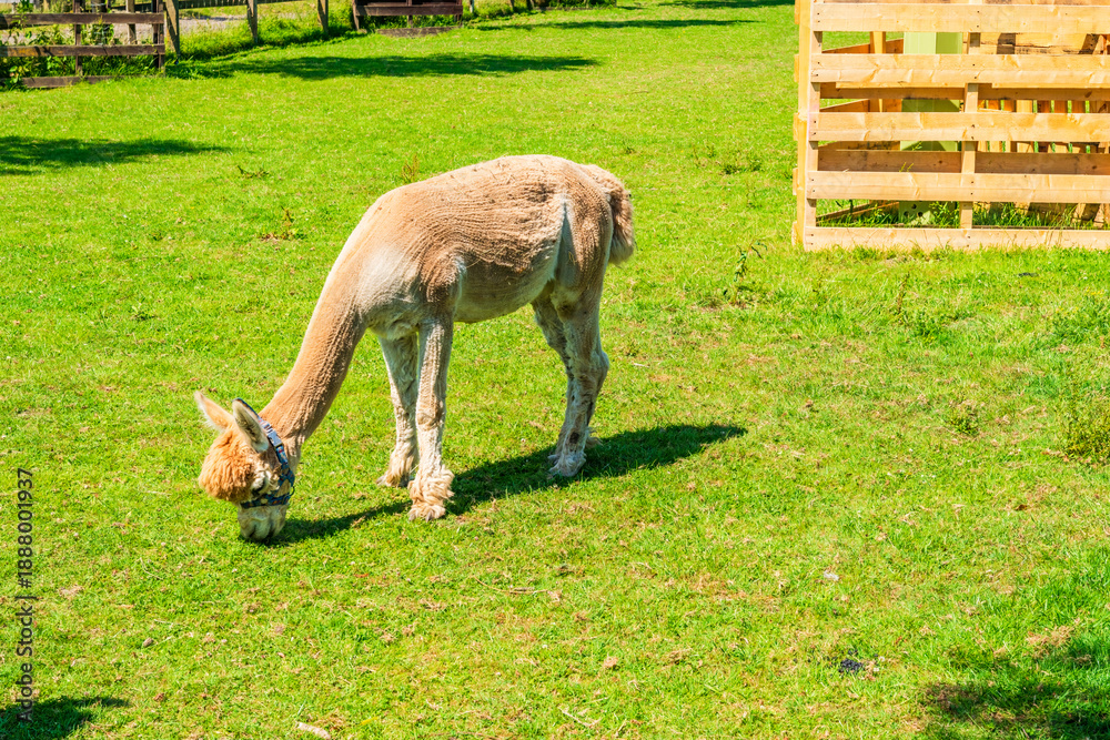 Obraz premium Alpaca in the farm enclosure