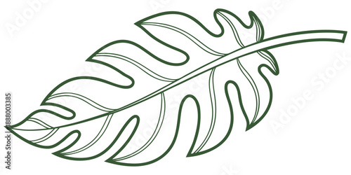 Elegant monstera leaf illustration