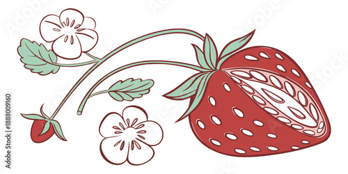 Cross section of a strawberry with blossoms
